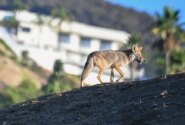 An unfinished West Hollywood building has been vacant so long, coyotes are now living in it