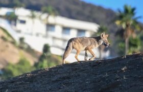 An unfinished West Hollywood building has been vacant so long, coyotes are now living in it