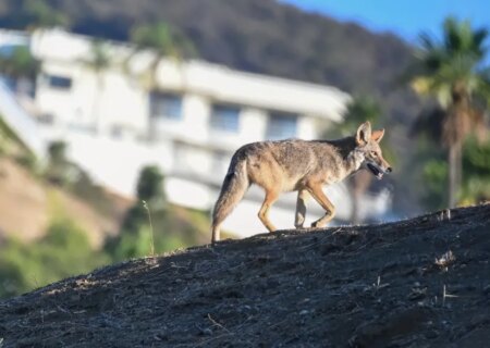 An unfinished West Hollywood building has been vacant so long, coyotes are now living in it