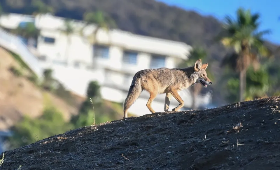 An unfinished West Hollywood building has been vacant so long, coyotes are now living in it
